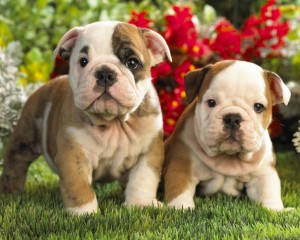 wallpapers-perros-bulldogs-cachorros