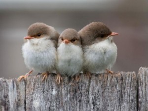 400_1339049420_1075808-1024x768-three-small-birds-1024x768jjpeg